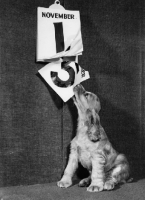 Picture of Cocker Spaniel puppy pulling away dates of a calendar