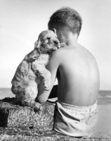 Picture of Cocker Spaniel puppy resting on boy
