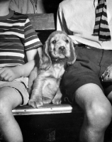 Picture of Cocker Spaniel puppy sitting in between children