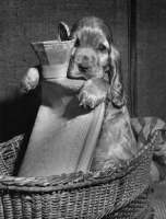 Picture of Cocker Spaniel puppy sitting in basket holding a hot water bottle