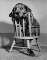 Picture of Cocker Spaniel puppy sitting on chair scared of mouse