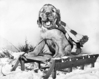 Picture of Cocker Spaniel puppy sitting on sleigh