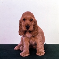 Picture of cocker spaniel puppy sitting