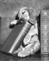 Picture of Cocker Spaniel puppy sleeping on book