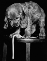 Picture of Cocker Spaniel puppy squeezing toothpaste out of tube