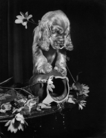 Picture of Cocker Spaniel puppy standing on a vase which has fallen over