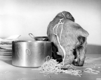 Picture of Cocker Spaniel puppy stealing spaghetti from a pan