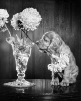 Picture of Cocker Spaniel puppy taking flowers out of vase