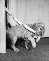 Picture of Cocker Spaniel puppy taking sausages