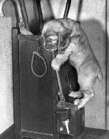 Picture of Cocker Spaniel puppy trying to get to lead