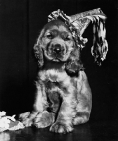 Picture of Cocker Spaniel puppy wearing a party hat