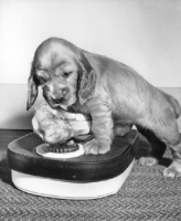 Picture of Cocker Spaniel puppy weighing bone