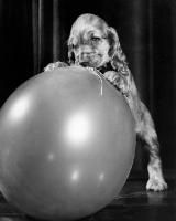 Picture of Cocker Spaniel puppy with balloon