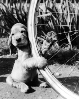 Picture of Cocker Spaniel puppy with bicycle wheel