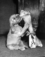 Picture of Cocker Spaniel puppy with big bone