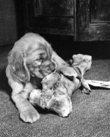 Picture of Cocker Spaniel puppy with bone