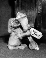 Picture of Cocker Spaniel puppy with bone