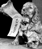 Picture of Cocker Spaniel puppy with bone
