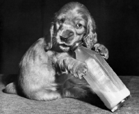 Picture of Cocker Spaniel puppy with bottle