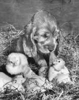 Picture of Cocker Spaniel puppy with chicks