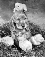 Picture of Cocker Spaniel puppy with chick on head