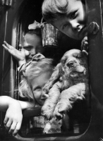 Picture of Cocker Spaniel puppy with children on train