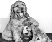 Picture of Cocker Spaniel puppy with dog toy
