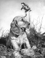 Picture of Cocker Spaniel puppy with frog jumping overhead