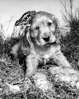 Picture of Cocker Spaniel puppy with frog on head