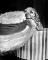 Picture of Cocker Spaniel puppy with hat