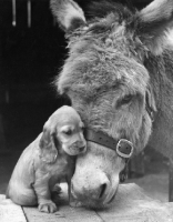 Picture of Cocker Spaniel puppy with head resting on donkey