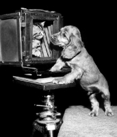 Picture of Cocker Spaniel puppy with kitten in camera