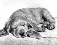 Picture of Cocker Spaniel puppy with mouse