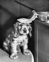 Picture of Cocker Spaniel puppy with pancake on head