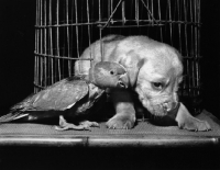 Picture of Cocker Spaniel puppy with parrot near cage