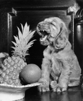 Picture of Cocker Spaniel puppy with pineapple