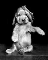 Picture of Cocker Spaniel puppy with popped balloon on head
