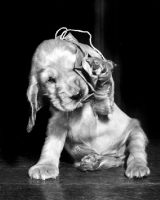 Picture of Cocker Spaniel puppy with popped balloon