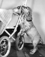 Picture of Cocker Spaniel puppy with pram