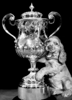 Picture of Cocker Spaniel puppy with prize