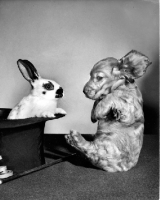 Picture of Cocker Spaniel puppy with rabbit