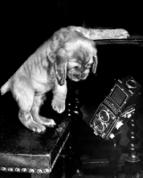 Picture of Cocker Spaniel puppy with rolleiflex camera falling from table
