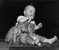 Picture of Cocker Spaniel puppy with toddler who is holding a bone