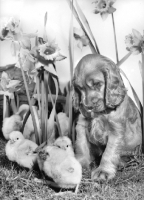 Picture of Cocker Spaniel puppy