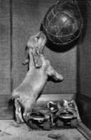 Picture of Cocker Spaniel reaching for ball
