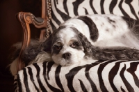 Picture of Cocker Spaniel resting on chair