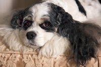 Picture of Cocker Spaniel resting