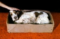 Picture of cocker spaniel squeezing into a box