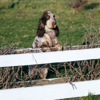 Picture of cocker spaniel standing up, staring over fence