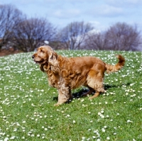 Picture of cocker spaniel, undocked, in pet trim, on grass with daisies